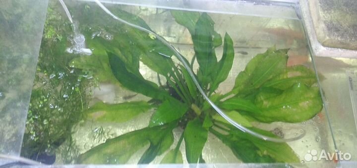 Растения, рыбки