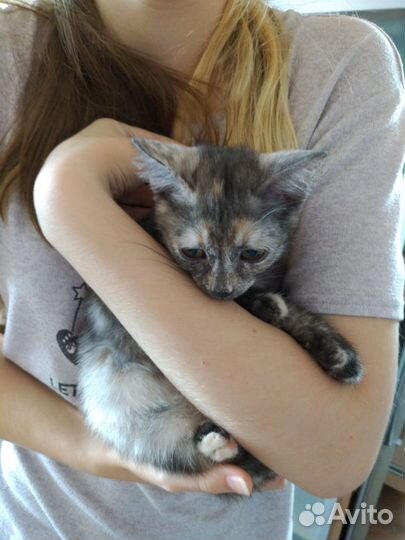 Котенок в добрые руки