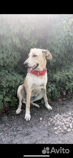 Метис гончей в добрые руки