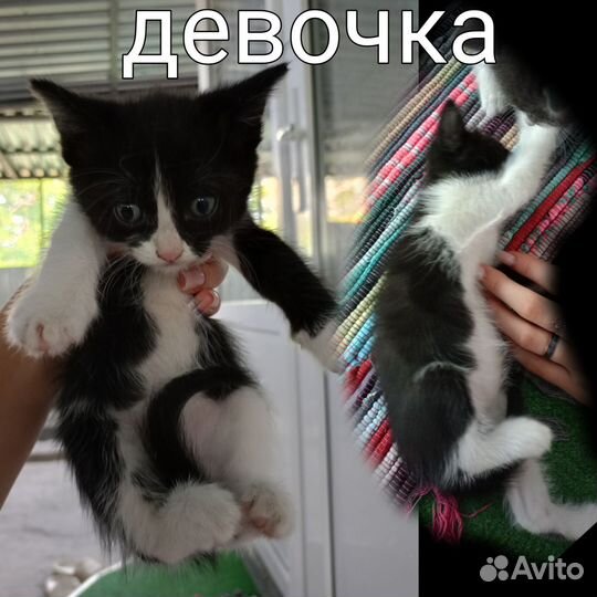 Котята в добрые руки бесплатно