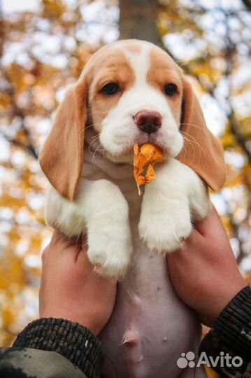 Щенки бигль