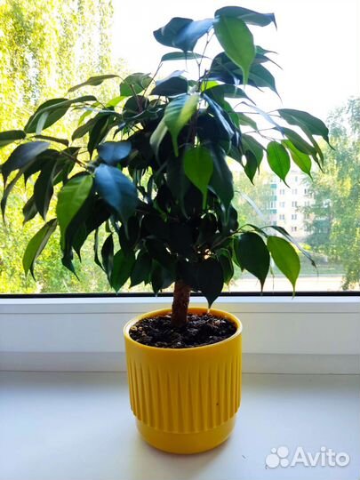 Фикус бенджамина