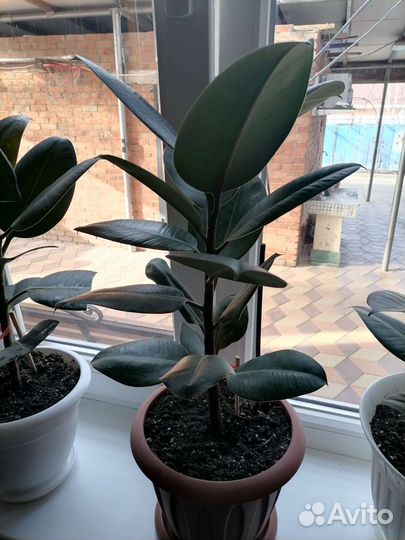 Комнатные цветы