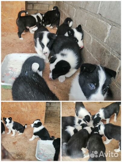 Лайки щенков продам