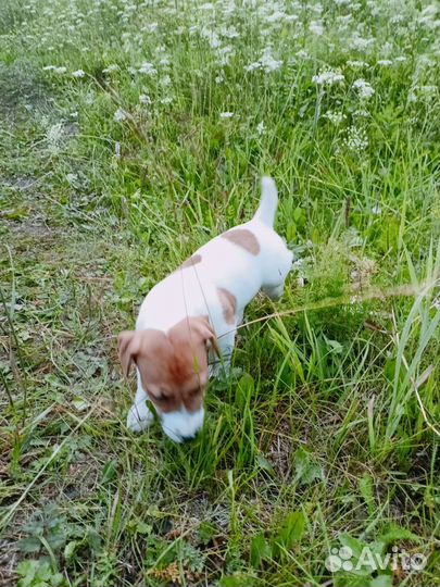 Джек Рассел терьер