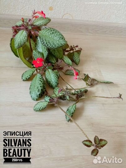 Комнатные цветы (бегонии,эписции,циссус,пеперомия)