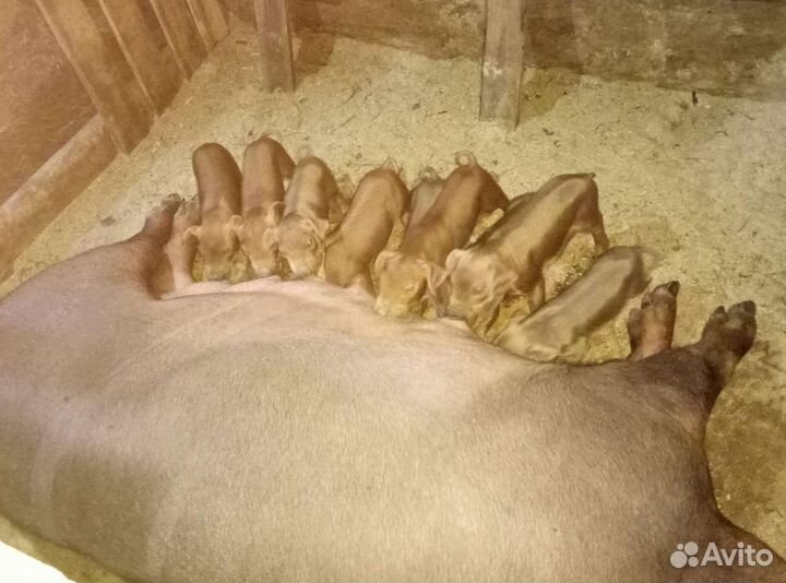 Поросята дюрок