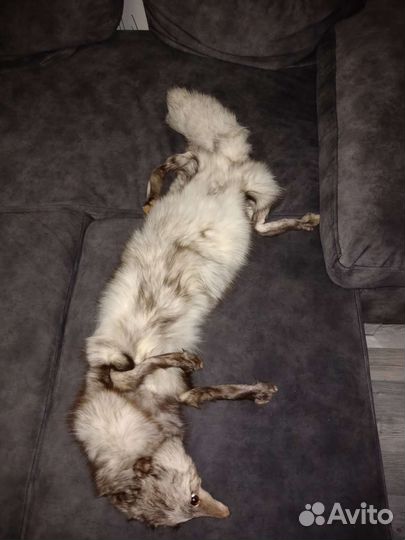 Лисья шкура