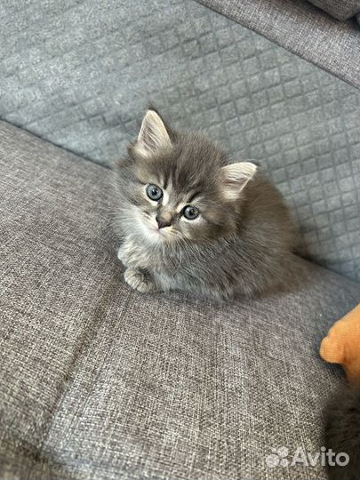 Котята помесь мейн-кун