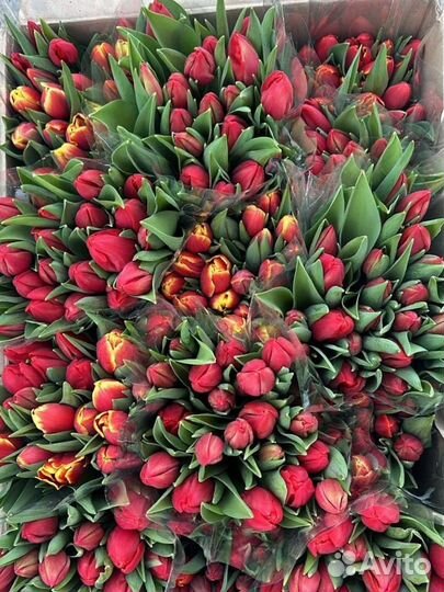 Тюльпаны к 8 марта опт/розница/организации