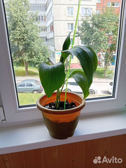 Эухарис амазонская лилия