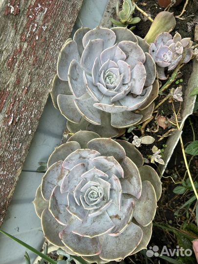 Эчеверия эхеверия суккуленты