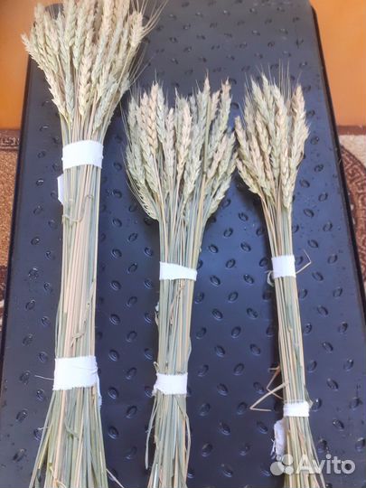 Комнатные растения цветы