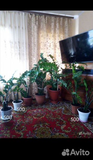 Замиокулькасы