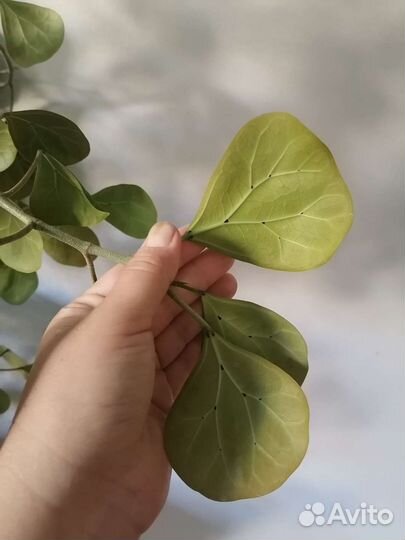 Фикус Deltoidea golden Leafs