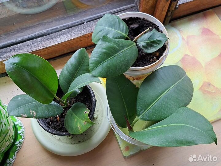 Фикус каучуконосный