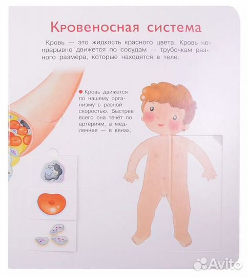 Что Почему Зачем Наше тело 36 волшебных окошек