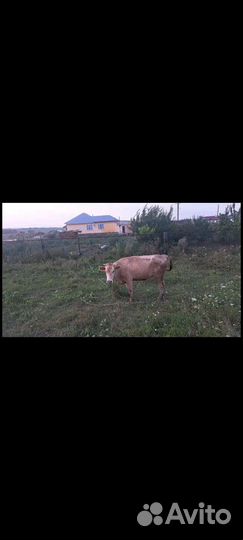 Корова ручная второй отель будет