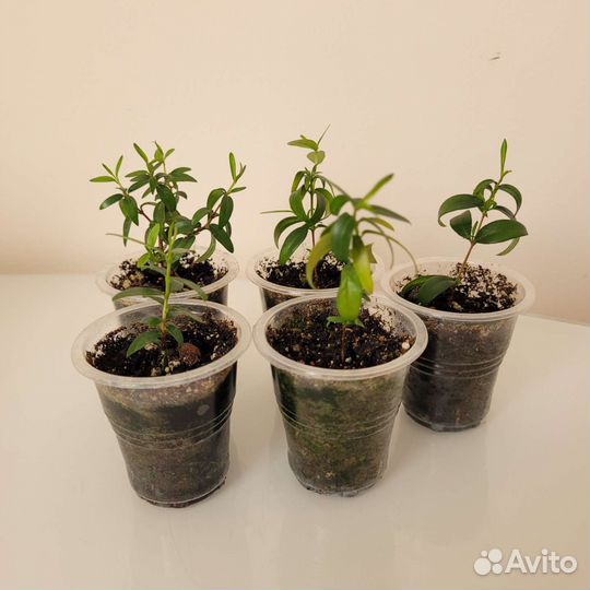 Мирт, Плющ обыкновенный