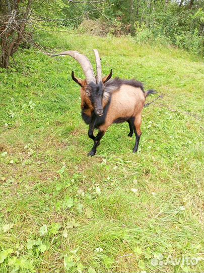 Чешский козел