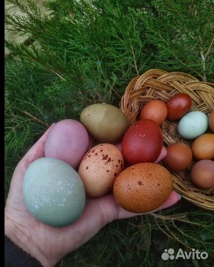 Инкубационные яйца разноцветные,куры