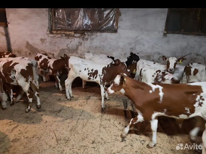 Телята бычки