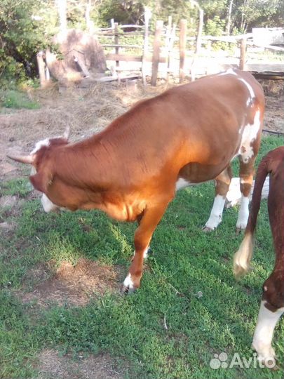 Быки коровы телки бычки