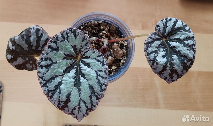 Комнатные растения цветы