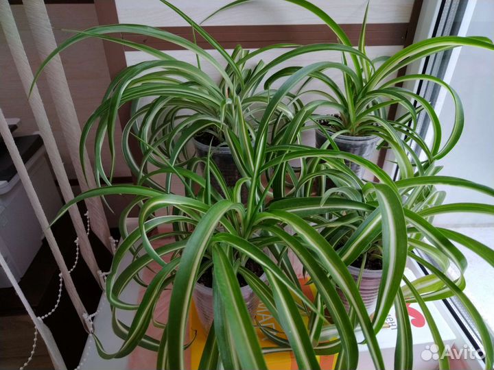 Комнатные цветы