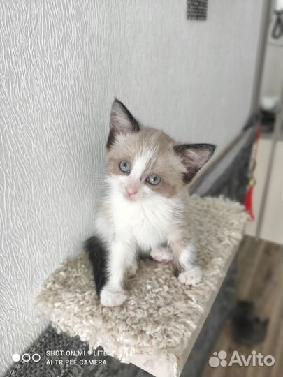 Котята ищут дом