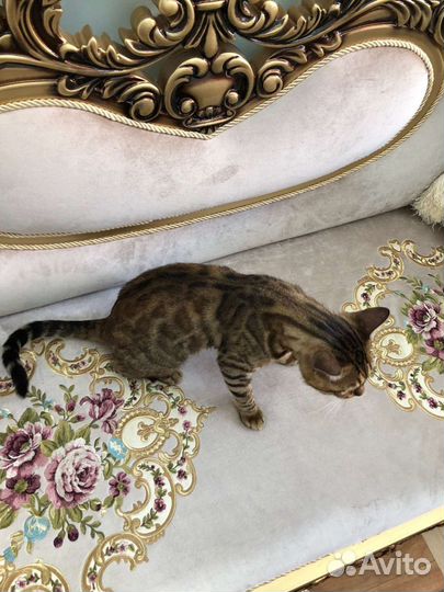 Бенгальская