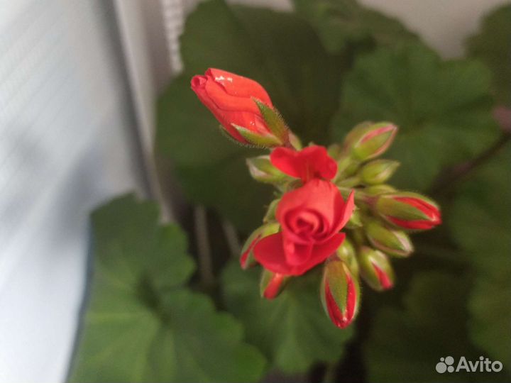 Пеларгония герань красная И белая