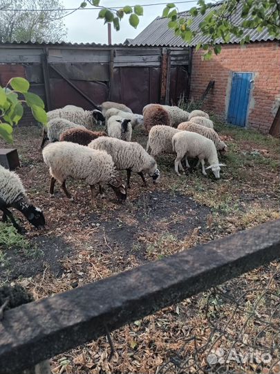 Продаётся молодняк до года