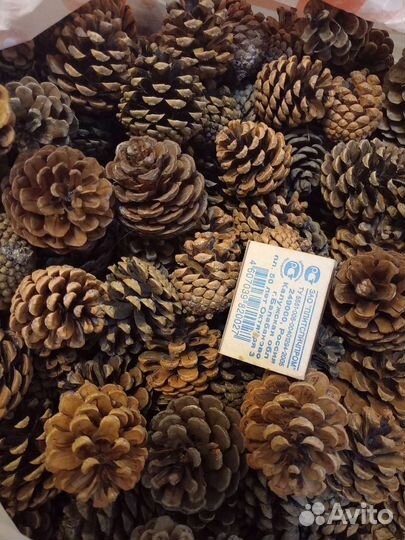 Шишки сосны мелкие