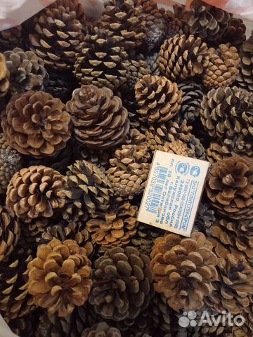 Шишки сосны мелкие
