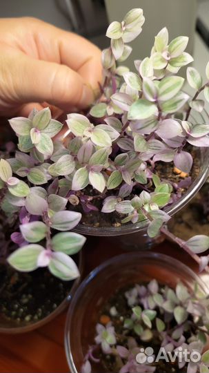 Каллизия pink panther/розовая пантера