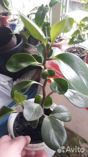 Комнатные растения