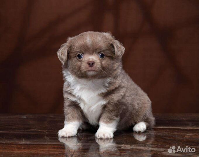 Лиловые детки чихуахуа