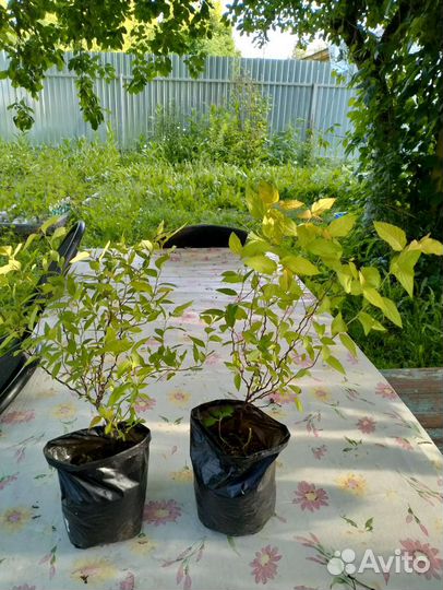 Спирея Голдфлейм