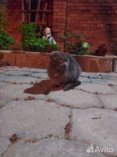 Британская вислоухая кошка