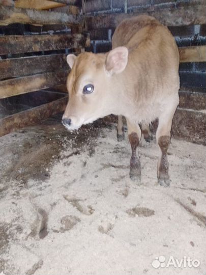 Продам бычка