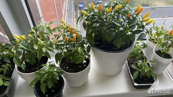 Рассада острого перца