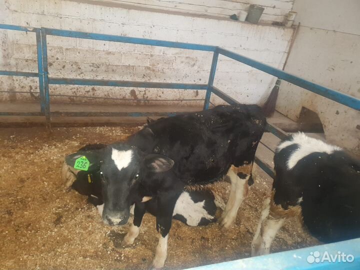 Бычки и быки мясного направления