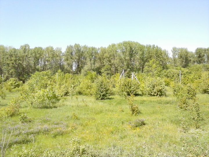Участок 15 сот. (ИЖС)