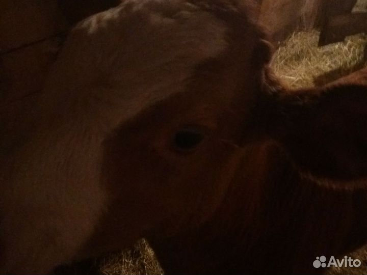 Продажа бычок