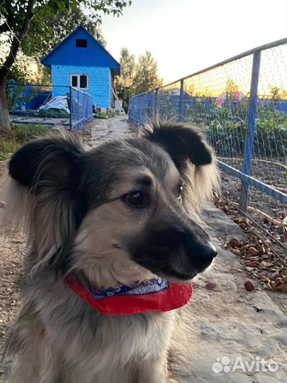 Собака ищет дом