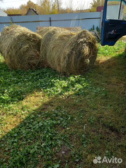 Продам сено в рулонах