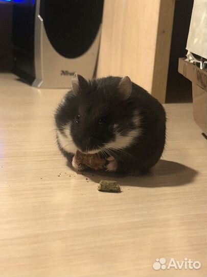 Джунгарский хомяк девочка