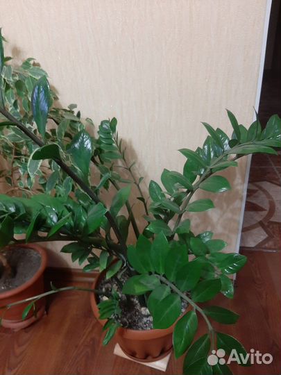 Комнатные растения цветы