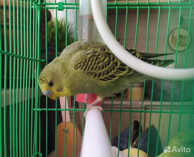 Птенцы волнистых попугайчиков